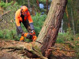 Best Commercial Tree Services  in Austin, TX