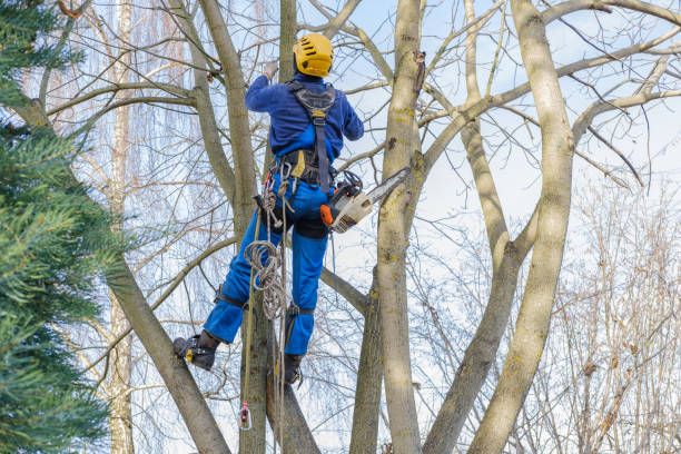 How Our Tree Care Process Works  in  Austin, TX