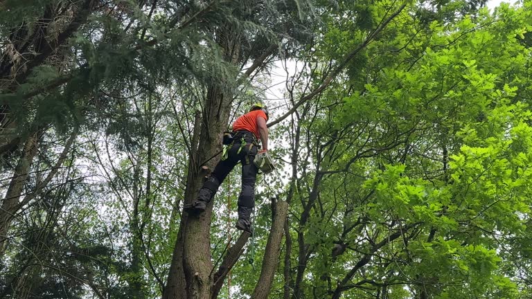 Best Tree Disease Treatment  in Austin, TX